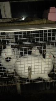Кролики породы Калифорния 3-4 месяца, также гуси Л - фотография № 1
