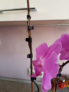 Фаленопсис