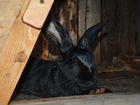 Кролики породы большой немецкий великан объявление продам