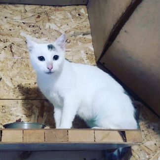 Кошка в добрые руки