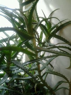 Столетник, алое вера и другое