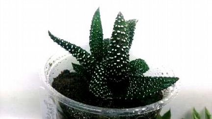 Хавортии, haworthia