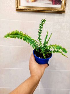Карликовый, кудрявый папоротник