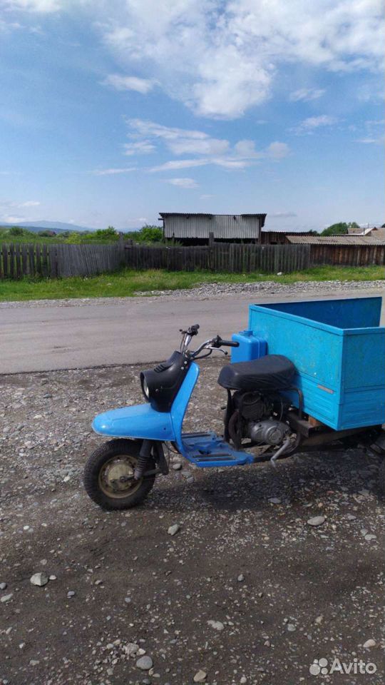 Scooter Ant