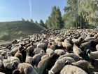 Домашние овцы бараны стадо