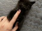 Черный пушистый котенок в добрые руки