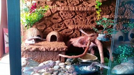 Фон - задняя стенка в террариум много разных