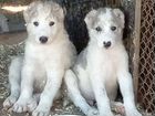Собаки щенки среднеазиатской овчарки