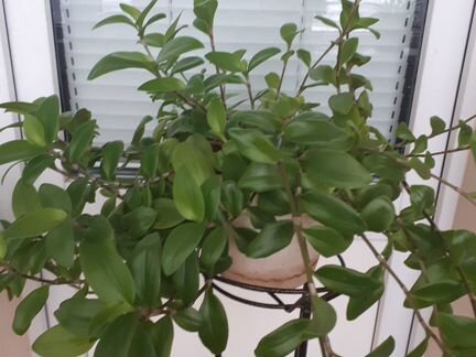 Традесканция укорененная