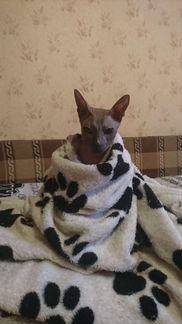 Донской сфинкс