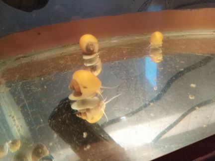 Улитки ампулярии