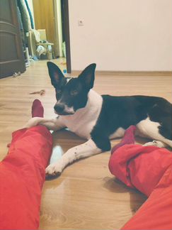 Собака/Ричи ищет дом