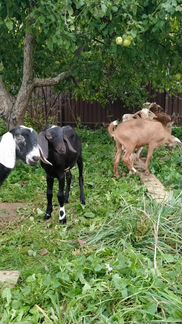 Козлики, козочка, дойная коза, нубийские - фотография № 10