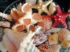 Морские ракушки раковины объявление продам
