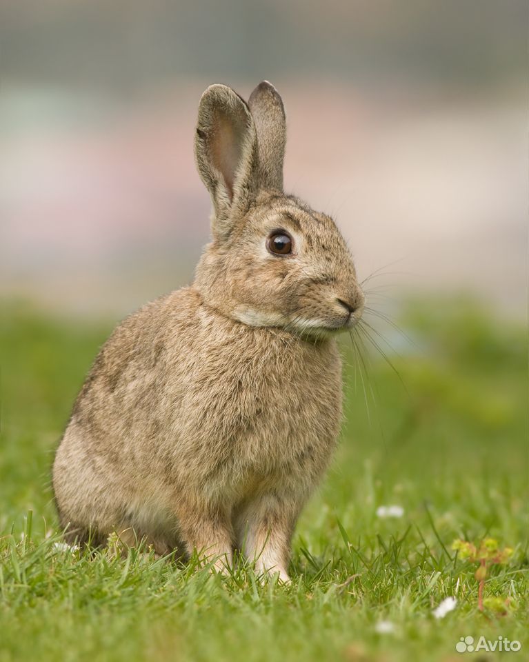 Продам самочек и самцов кроликов на расплод 89081352528 купить 1