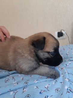 Щенок в дар