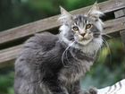 Мейн-кун полидакт кошка черная тикировн с серебром