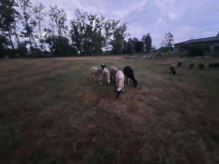 Овцы курдючные - фотография № 1