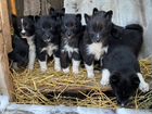 Продам Русско Европейских щенков объявление продам