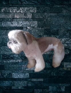 Стрижка собак кошечек.возможен срочный выезд,кругл