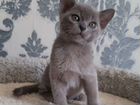 Бурманские котята голубого окраса