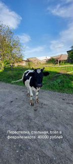 Корова, телята - фотография № 1