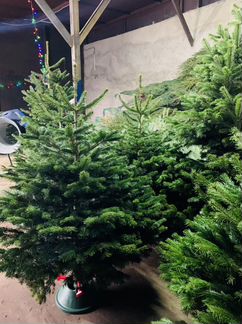 Пихта Нордмана 229-230см