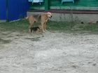 Собаки щенки русская гончая объявление продам