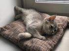 Шотландский котенок с домом объявление продам