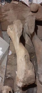 Нога кость мамонта