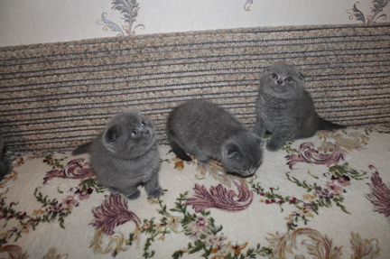 Шотландские вислоухие котята