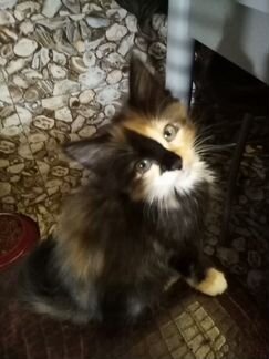 Маленькая принцесса