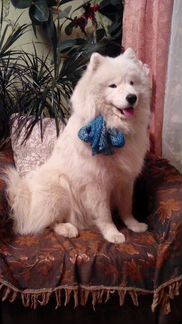 Самоед для вязки