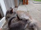 Ловчие сибирские котята в добрые руки