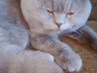 Шотландский лиловый кот на вязку объявление продам