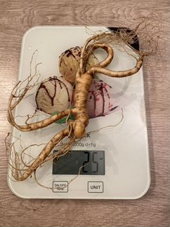Продам дикие корни Женьшеня
