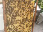 Пчеловодство, помощь в создании пасеки объявление продам