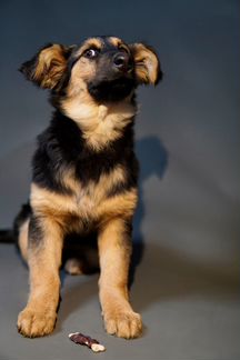 Крупный щенок в добрые руки