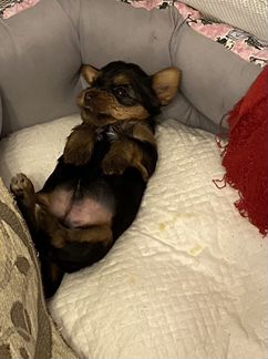 Продам щенков мини ёриков