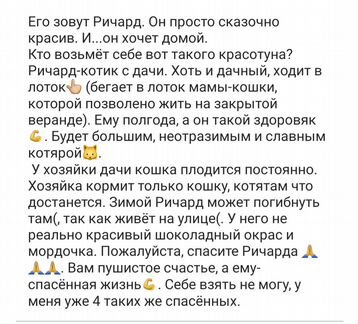 Кот- красавец в добрые руки