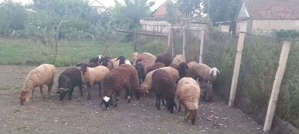 Овцы ягнята - фотография № 6
