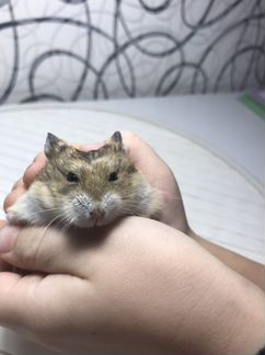 Ждунгарский хомяк