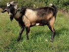 Козел нубийский процентный, коза и козочка