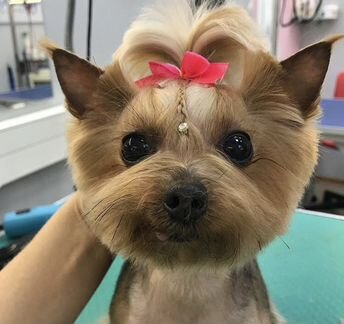 Стрижка собак,груминг для кошек Марьино, Люблино