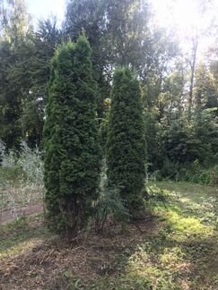 Туя западная Смарагд
