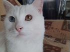 Кот с разноцветными глазами объявление продам