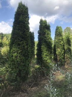 Туя западная Смарагд