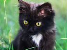 Чёрные котята-мышеловы