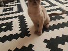 Бурманская кошка объявление продам