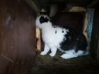 Кролики и крольчата объявление продам